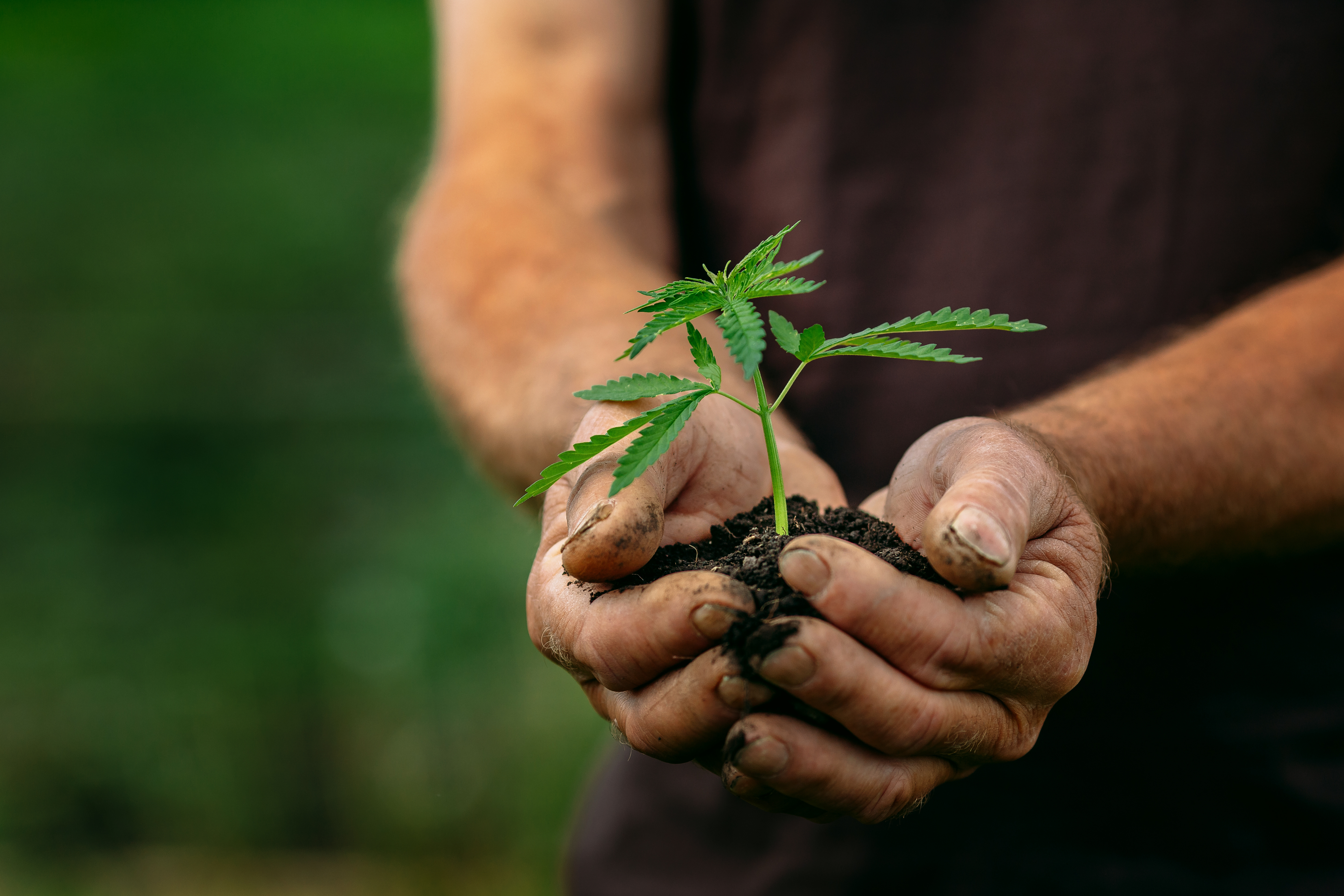 THCA vs HHC: What's the Difference and Which Is Better?