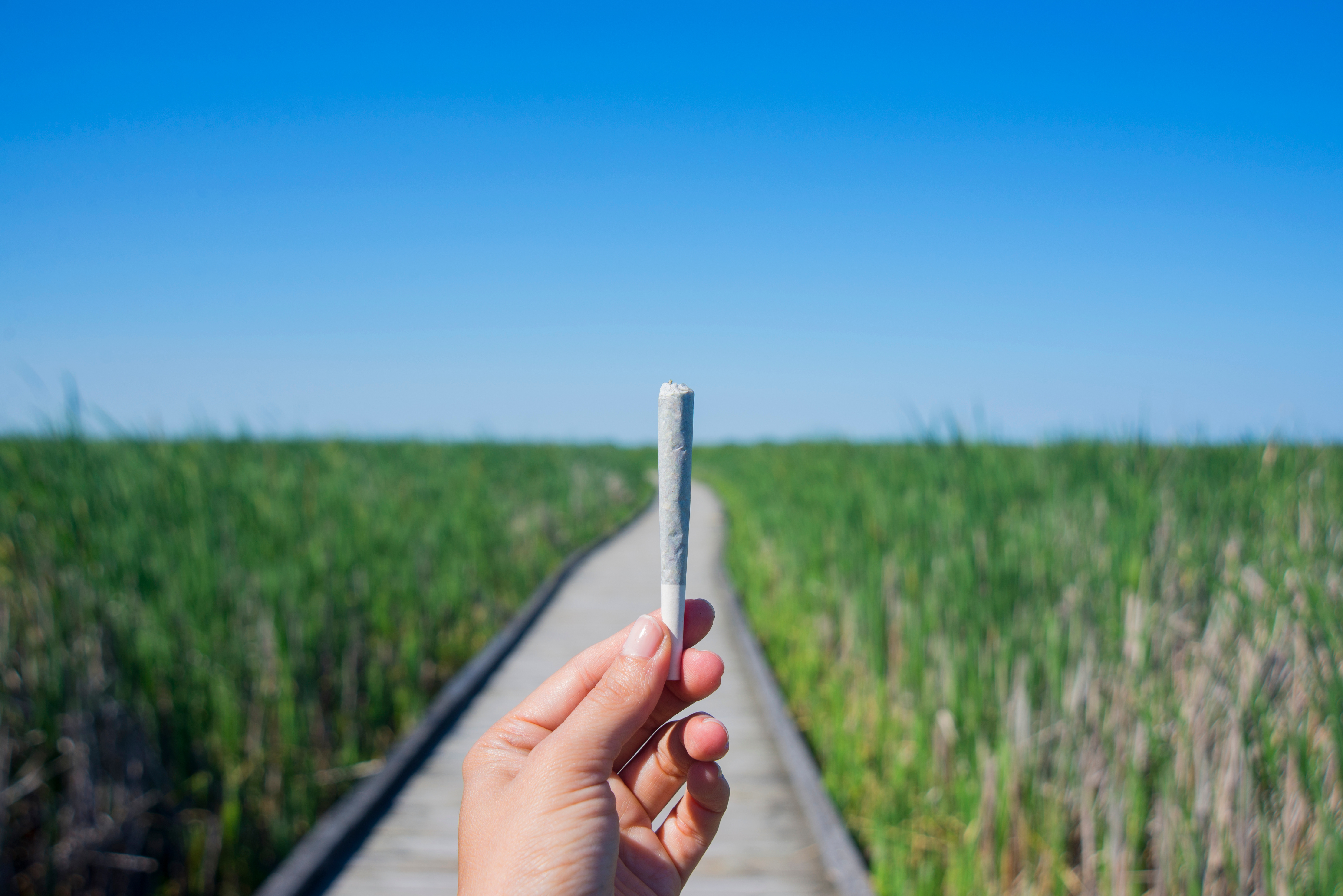 THCA Pre-Rolls: The Complete Buyer's Guide