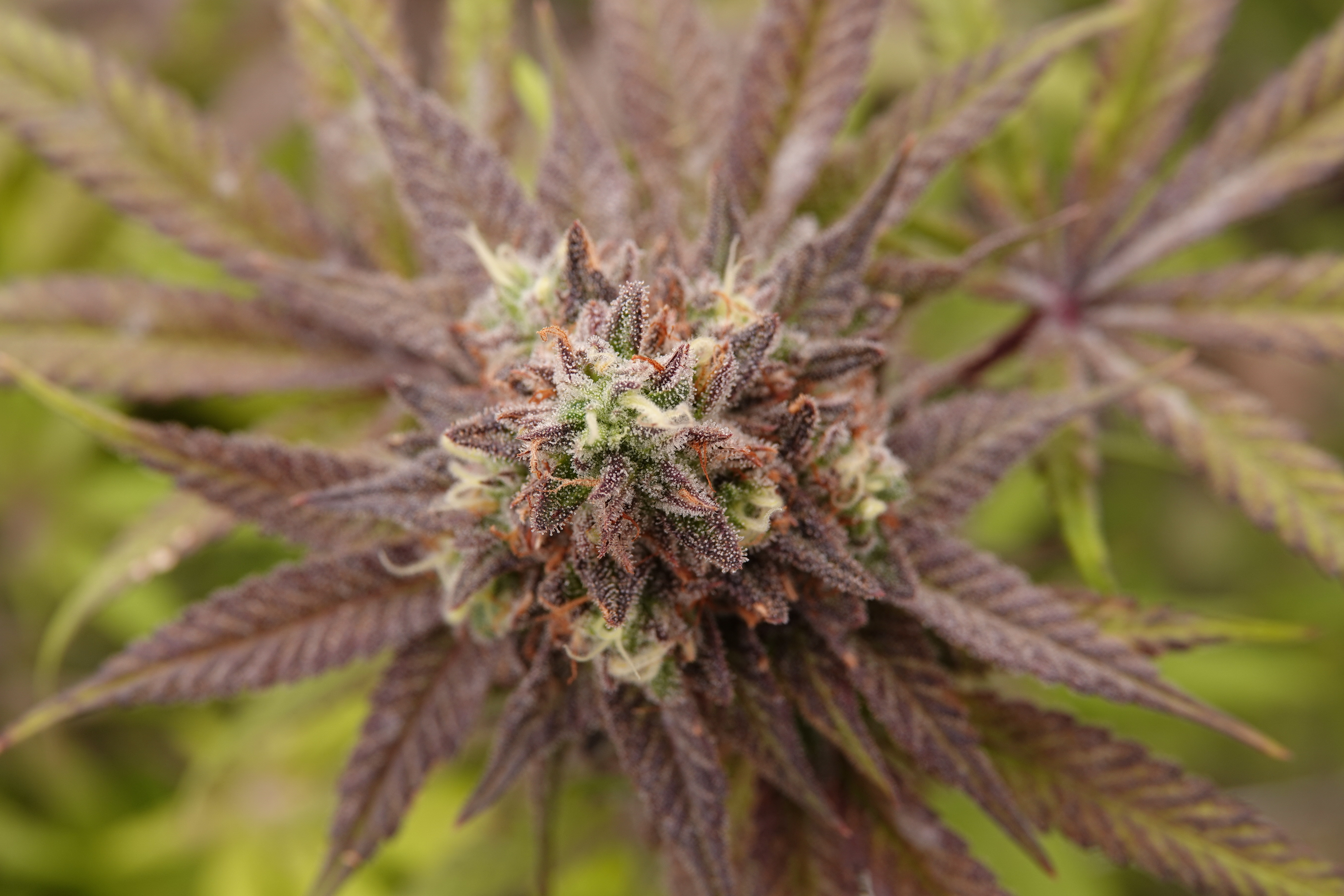 What Is THCa Flower? A Guide to Hemp’s Most Discussed Cannabinoid