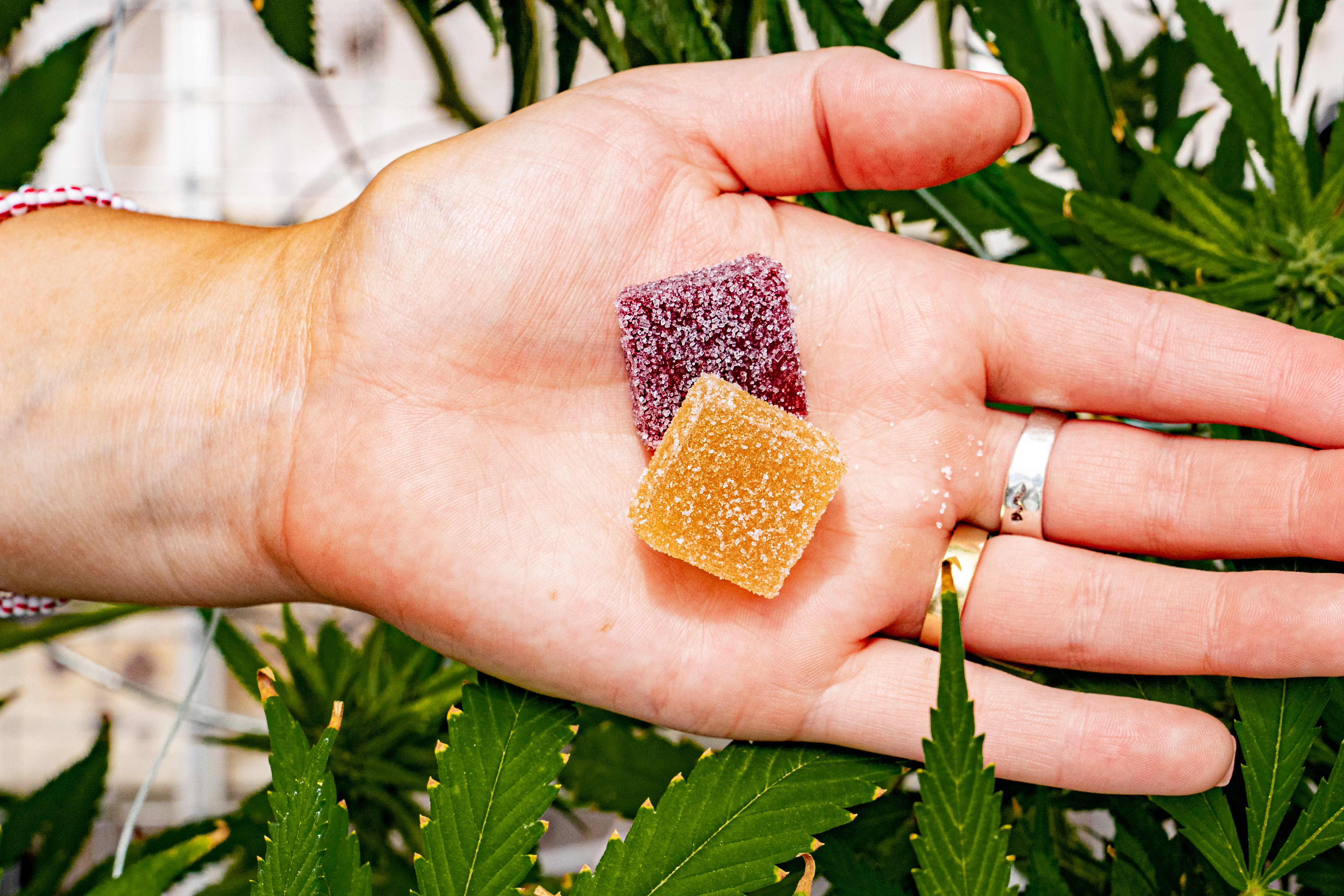 Hemp Gummies vs THC Gummies: What's the Difference?