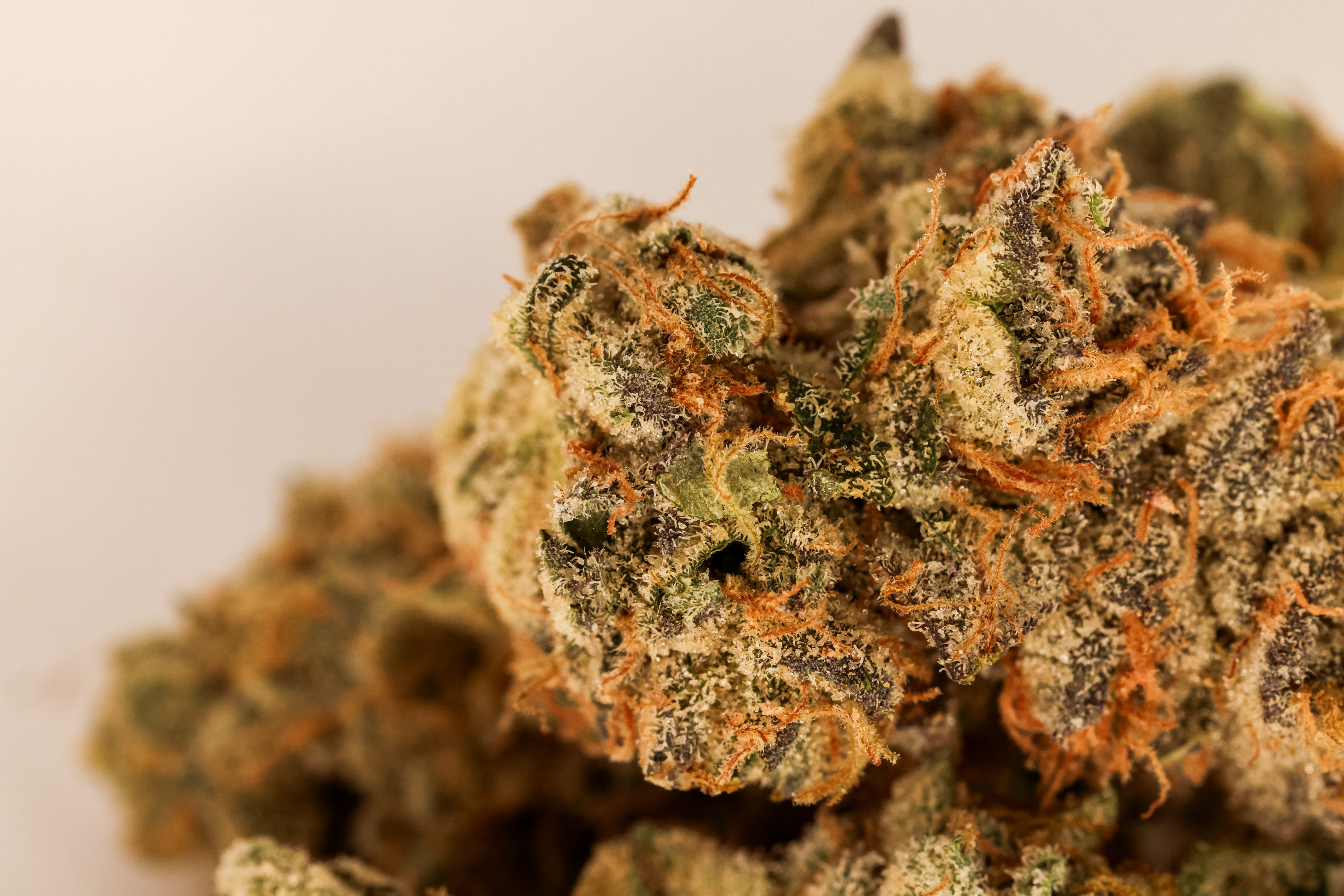 Best THCA Strains in 2026: A Guide to Top Hemp Flower