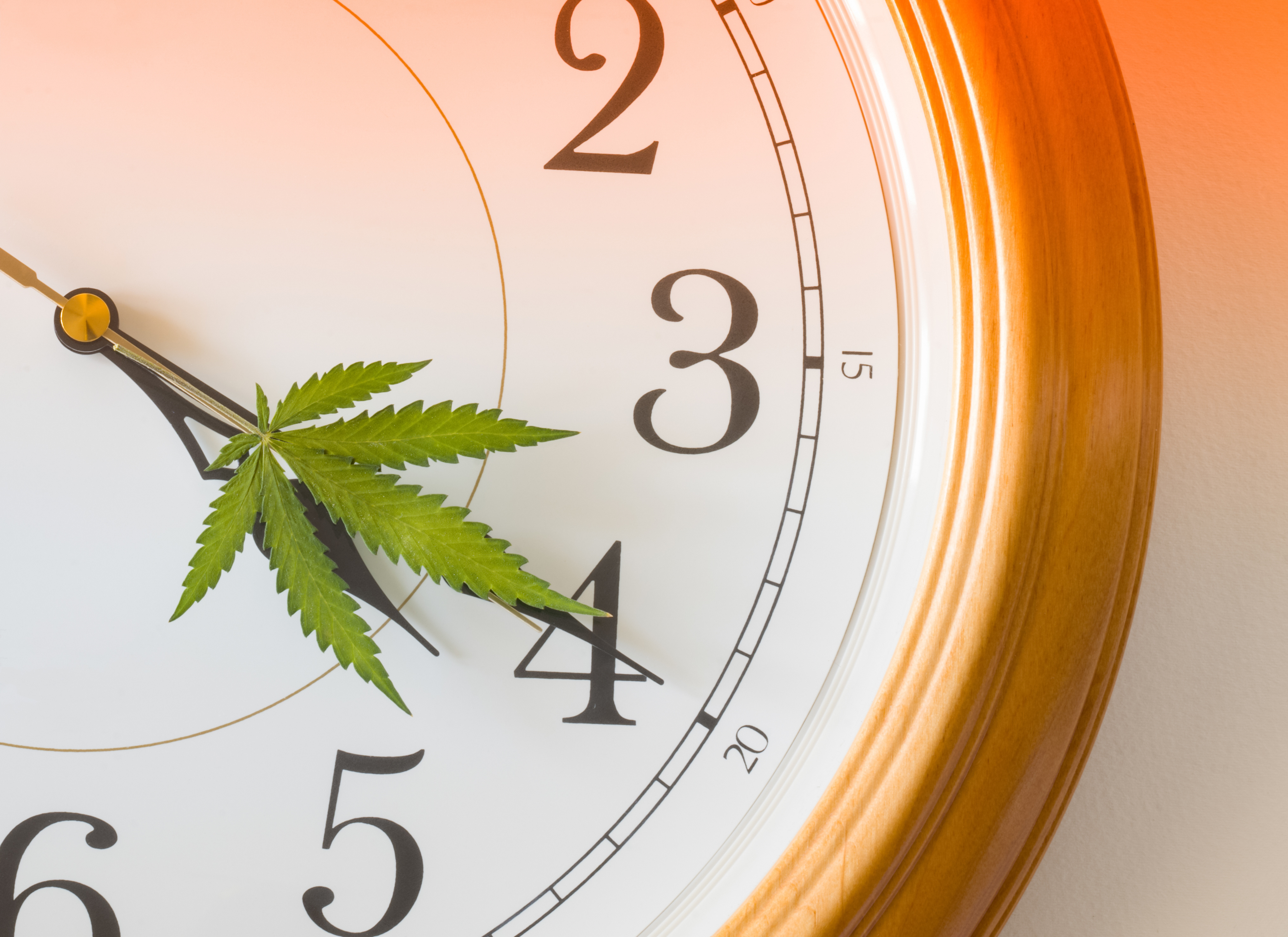 How Long Does THCA Stay in Your System?