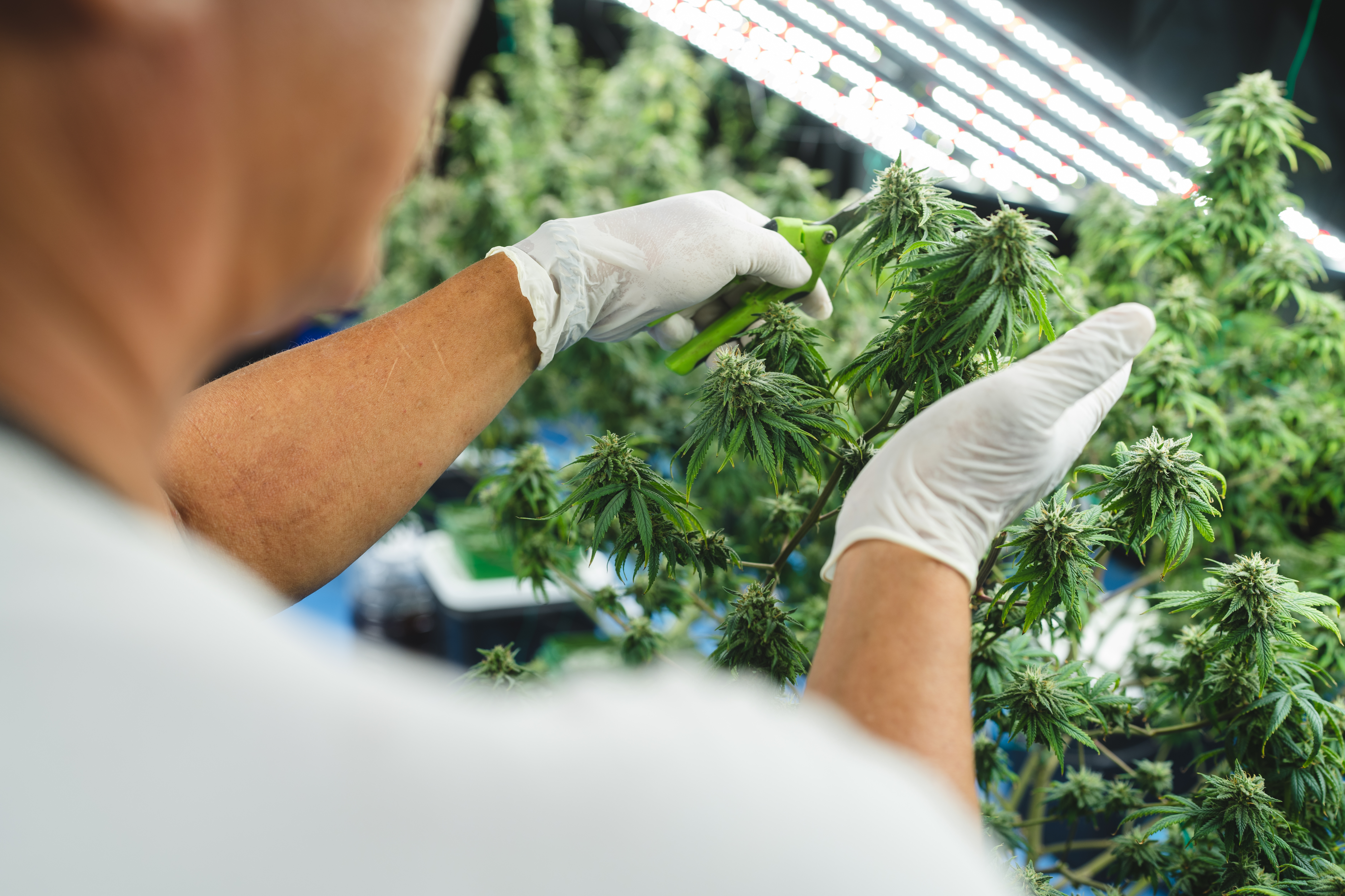 How We Choose Our Suppliers: Inside the Ember Trees Quality Standard